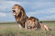 3 Days Safari tour in Kenya | Africa Safari park Holiday 2021