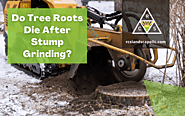 Do Tree Roots Die After Stump Grinding | Portland, OR