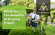 What Are The Benefits Of Pruning Trees | Portland, OR