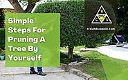 Simple Steps For Pruning A Tree By Yourself | Lake Oswego