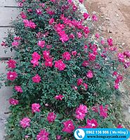 Hoa hồng quế - loài hoa bình dị và thơm ngát