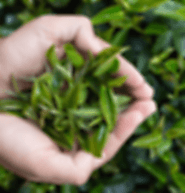 hop Antioxidant Organic Matcha Green Tea Near Me | AXG Wellness
