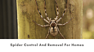 Tips and Advice Regarding Spider Control and Removal for Homes
