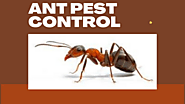 How Can You Stop The Ants From Terrifying Your Valuable Property?