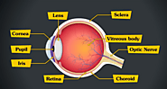 All Things Retina: The Part of the Eye That Makes Vision Possible