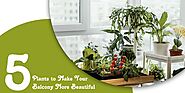 5 Plants to Make Your Balcony More Beautiful by PCPL