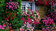 18 Plants and Flowers that Like Shade - House Decoration Tip