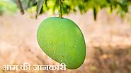 30+ Information About Mango in Hindi | आम के फायदे और पेड़ की जानकारी