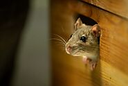 Mice Are on the Hunt for a Warm Place to Spend Winter