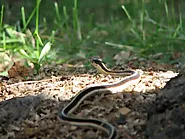 4 Steps To Take If You Find A Snake On Your Property