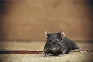 Mice Proofing Your Home This Winter