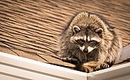 How Do You Know if You Have Raccoons in Your Attic?