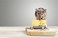 As If the Pandemic Isn’t Enough – You Have Mice in Your House!