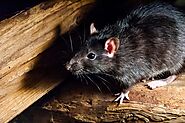 Why Rats are Attracted to Your House and How to Get Rid of Them