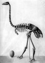 Moa's closest relative is the elephant bird http://phenomena.nationalgeographic.com/2014/05/22/the-surprising-closest...