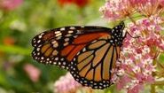 Butterfly gardening, l'arte dei giardini di farfalle