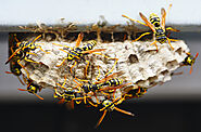 Wasp Extermination Margate FL