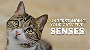 Website at https://www.williamandtibbybook.com/understanding-your-cats-five-senses/