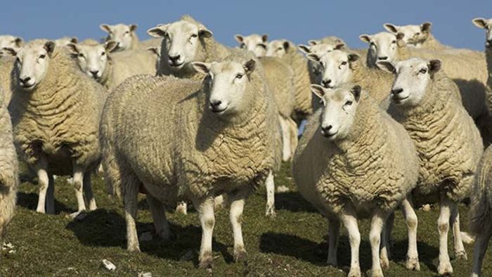 Getting To Know The Different Breeds Of Sheeps | A Listly List