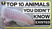Top 10 Animals You Didn’t Know Existed