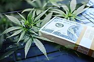 Cannabis Bookkeeping New York | GreenBooks CPA