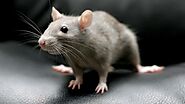 How to Prevent Mouse and Rat Infestation