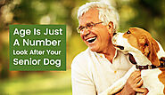 Website at https://www.bestvetcare.com/blog/old-dog-health-tips-look-after-your-senior-dog/