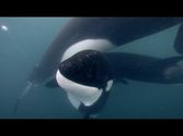 Orca Rescue in 4K - TRAVEL MEDIA HOTELS DISCOUNTS COMPARE HOTELS RATES