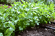 How to Grow Cilantro: Everything You Need to Know of It