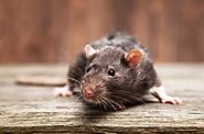 Rodents Removal Coconut Creek