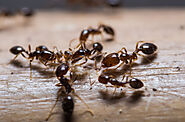 Ant Extermination Coconut Creek