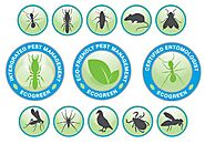 Eco green Pest Management in Coconut Creek