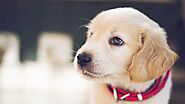 Animal Healthcare has become significantly important with rising outbreak of infectious diseases and injuries | by Ya...
