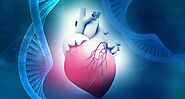 Dilated Cardiomyopathy Weakens the Heart Muscles and Enlarges Them Making the Heart Unable to Pump out Adequate Blood...