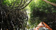 Kayak across Mangrove Forests