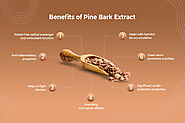 Benefits of Pine bark extract Infographics | Image