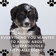 Everything You Wanted To Know About Sheepadoodle Hypoallergenic | by Double U Doodles