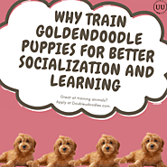 Why train Goldendoodle Puppies For Better Socialization And Learning?