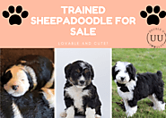Sheepadoodle Puppies For Sale - Double U Doodles