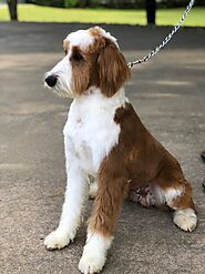 Puppies For Sale In Greenville,SC - Double U Doodles