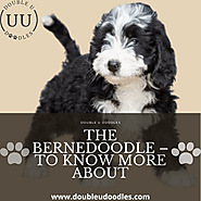 The Bernedoodle — To know more about | by Double U Doodles | Mar, 2021 | Medium