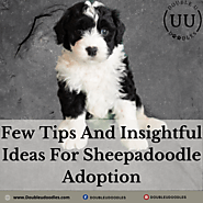 Few Tips And Insightful Ideas For Sheepadoodle Adoption - Double U Doodles