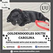 Goldendoodles South Carolina - Double U Doodles