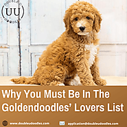 Why You Must Be In The Goldendoodles’ Lovers List | by Double U Doodles