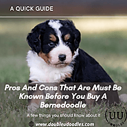 Pros And Cons That Are Must Be Known Before You Buy A Bernedoodle | by Double U Doodles | Apr, 2021 | Medium