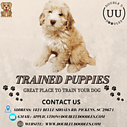 Trained Puppies - Double U Doodles `