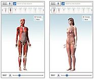 Healthline human body maps
