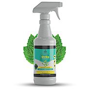 Buy Non-Toxic Rodent Spray | Natural Rat Control Spray Online - EZBo
