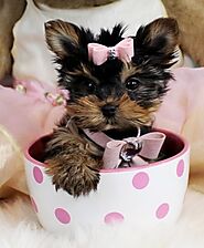 Yorkshire Terrier For Sale California – Yorkies For Sale Texas| Wincy Yorkie’s