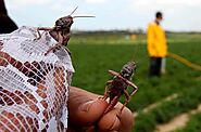 رش مبيد بالرياض ومكافحة الحشرات | المركز العالمي لمكافحة الحشرات بالرياض